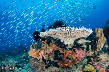 Bienvenido a el mejor buceo del mundo